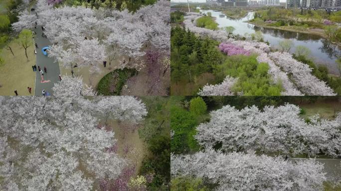 航拍潍坊浞河景区樱花大道