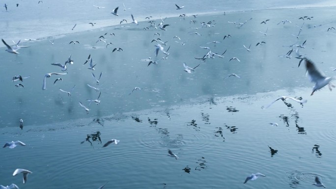 天津海河海鸥飞翔河面冰融化