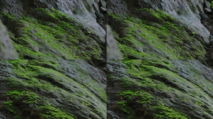 4K山中石头上的绿色苔藓一组03