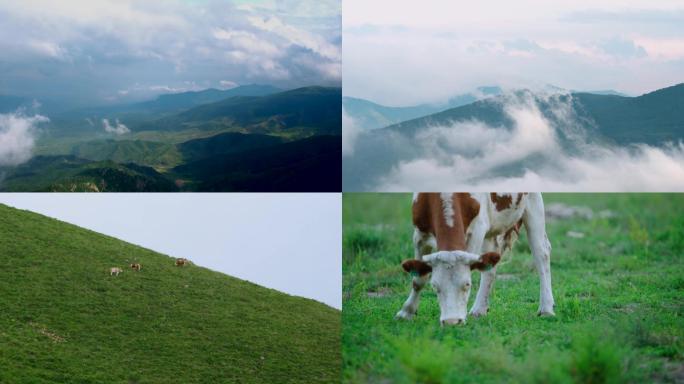 山间美景延时和小牛吃草