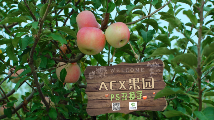 苹果种植园科学管理
