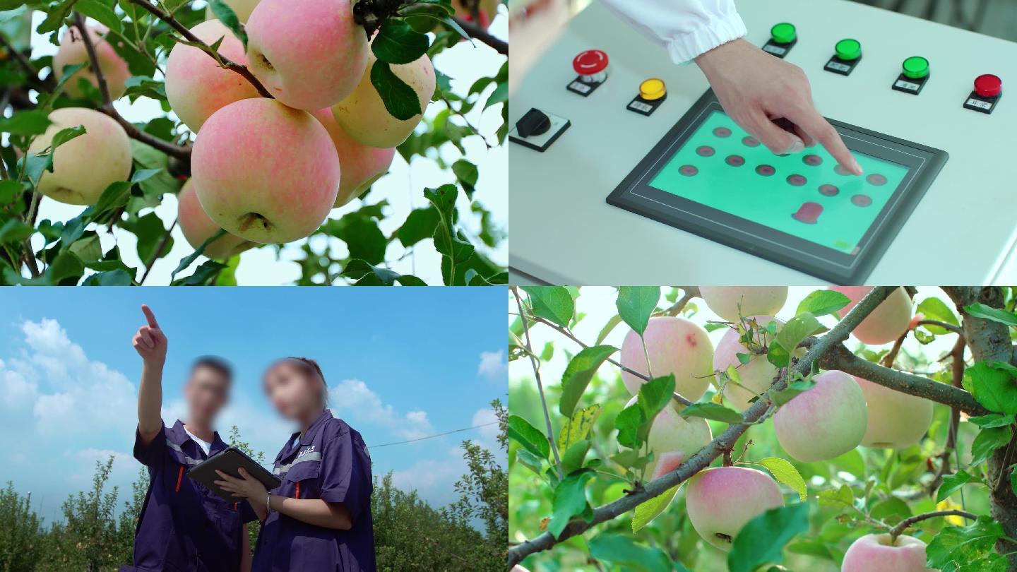 苹果种植园科学管理