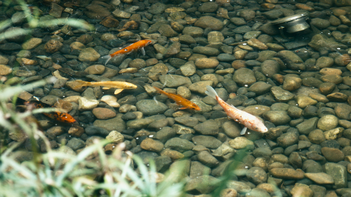 金鱼锦鲤池塘合集