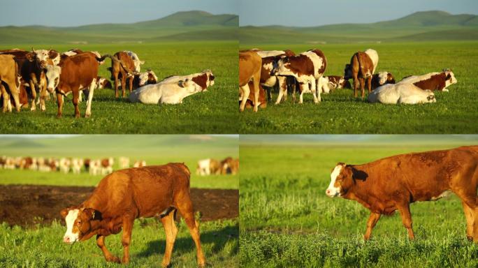内蒙古草原牛群牧场