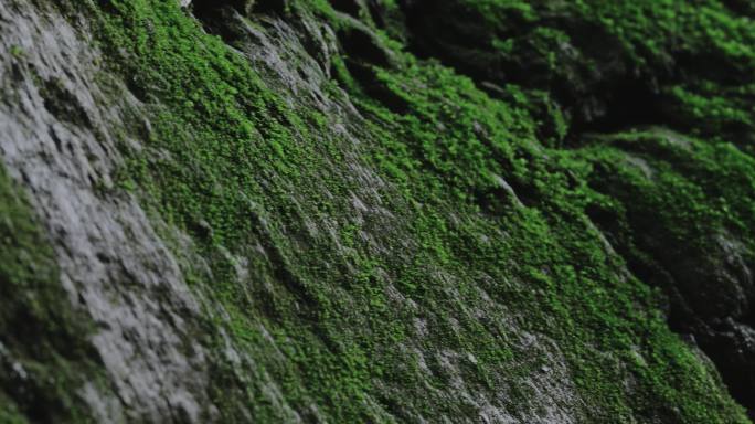 4K山中石头上的绿色苔藓一组02