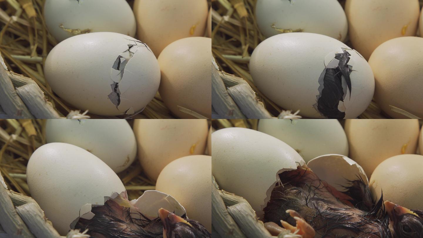 小鸡孵蛋，孵化小鸡全过程|admin_人人点
