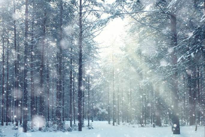 森林雪景阳光光束