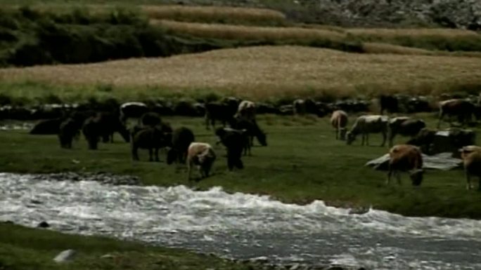 西藏村委会带领羊群良田畜牧业发家致富
