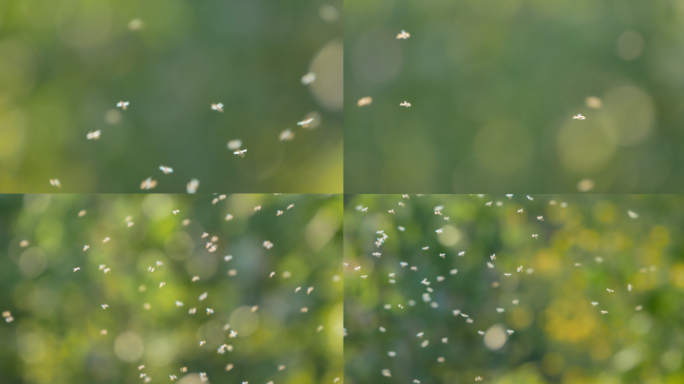 一团小虫子昆虫飞舞_蚊虫飞舞