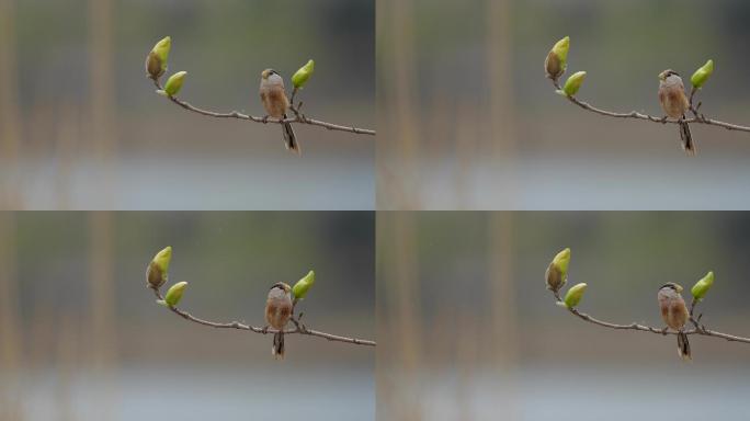 玉兰花