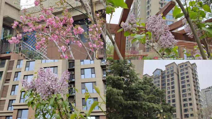 花园社区春天美景空境