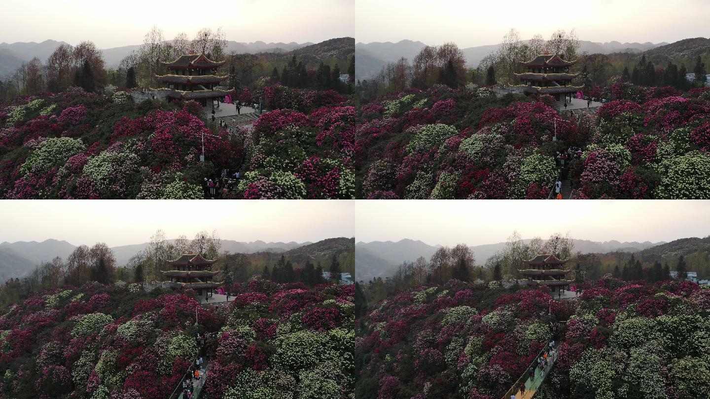 3月24日，春光明媚，贵州百里杜鹃金坡景