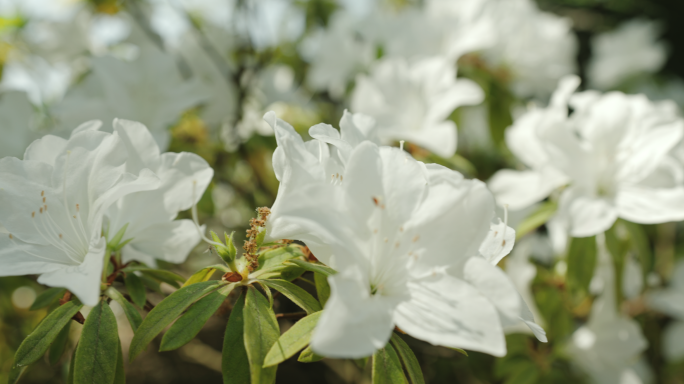 【4K】杜鹃花素材，白色马缨花素材（四）