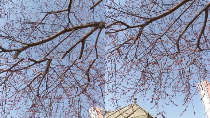 春天萌动的山桃树