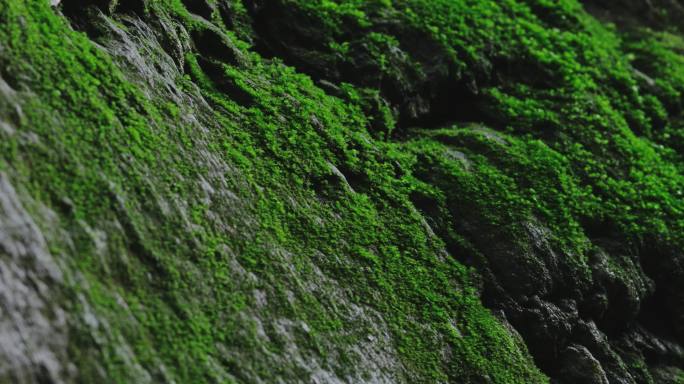 4K山中石头上的绿色苔藓一组01
