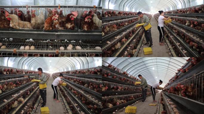 大型养殖厂养鸡场收鸡蛋