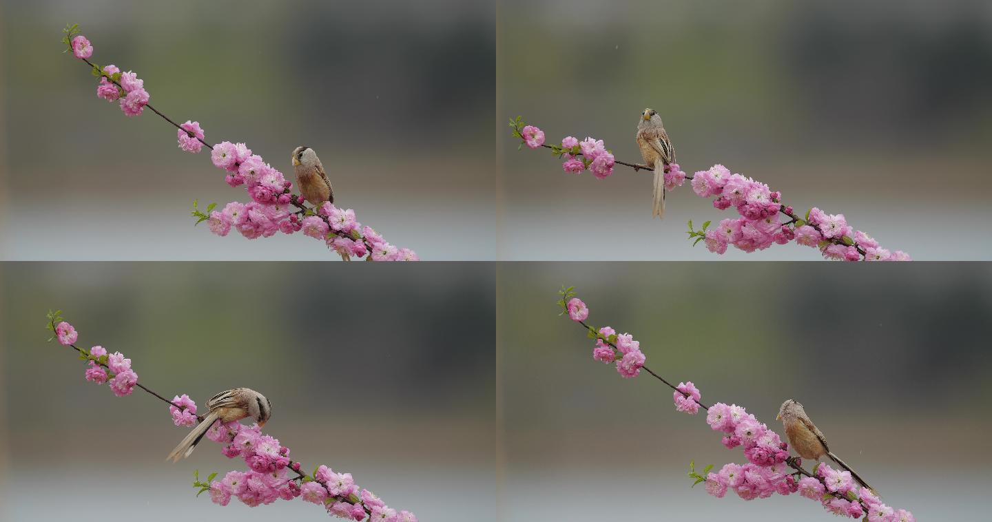 花鸟