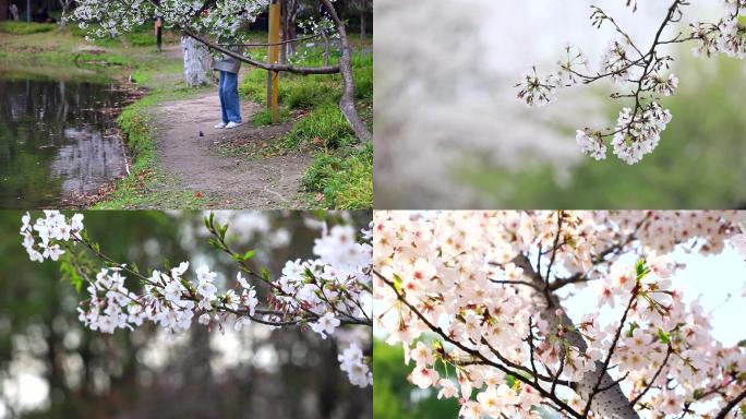 樱花河畔