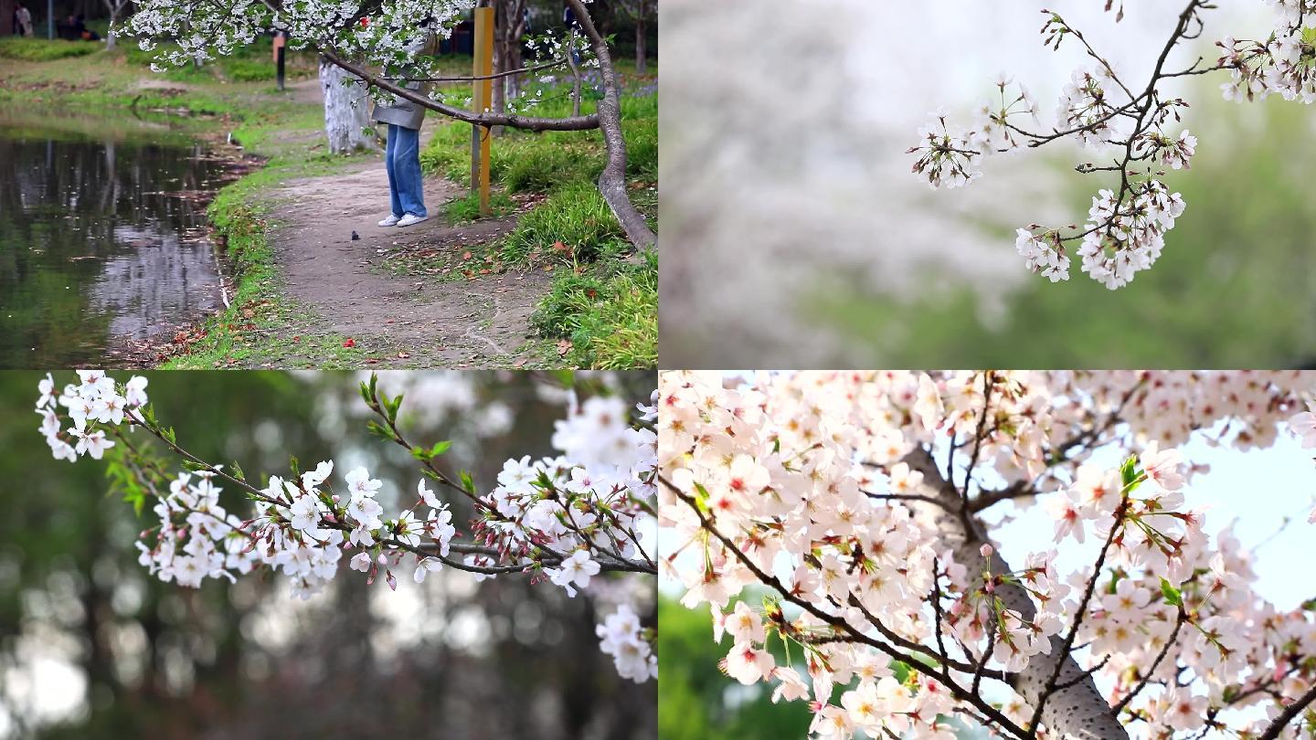 樱花河畔