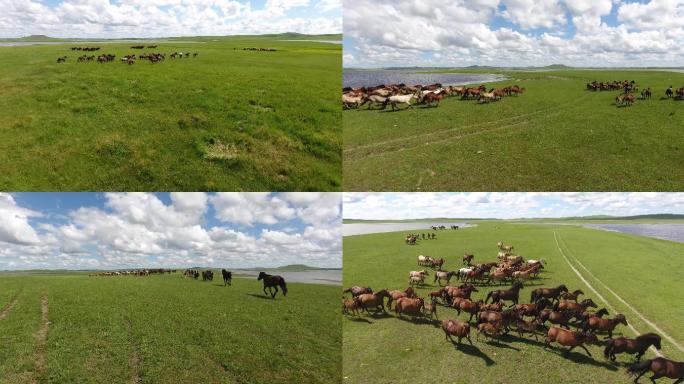 乌拉盖草原奔跑马群4K广告级别航拍