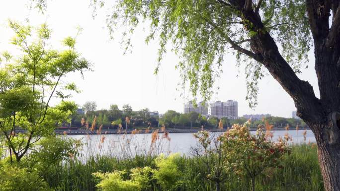4K公园春暖花开园林绿化岸边