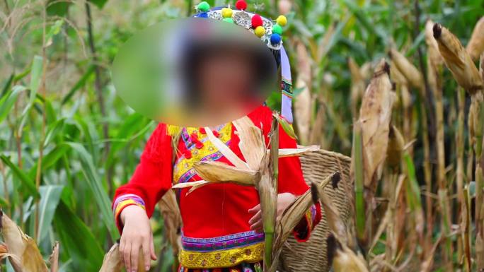 超值实拍广西农村瑶族少女收玉米