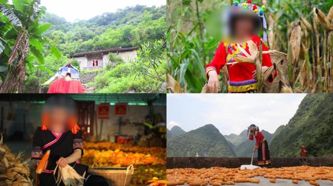 超值实拍广西农村瑶族少女收玉米