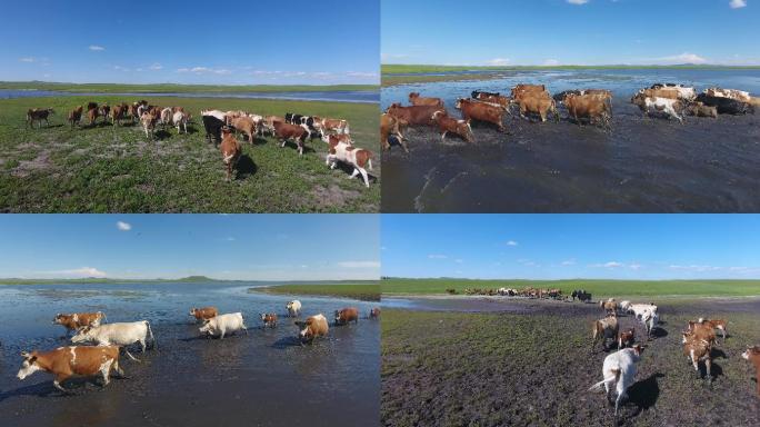 内蒙古草原湖泊牛群牧场