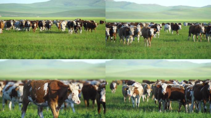 内蒙古草原牧场牛群