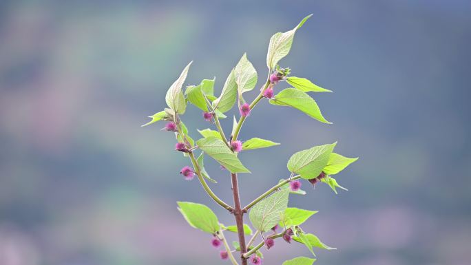 春天微风吹过植物生长