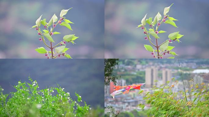 春天微风吹过植物生长