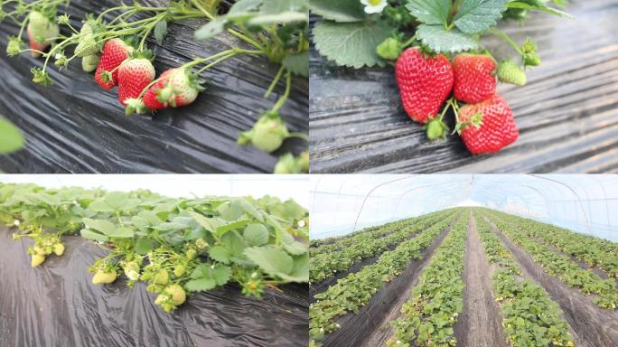 草莓地草莓大棚内草莓