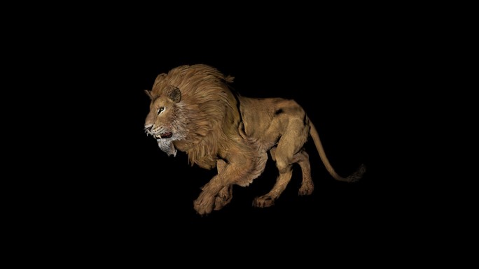 3D狮子带透明通道循环行走素材