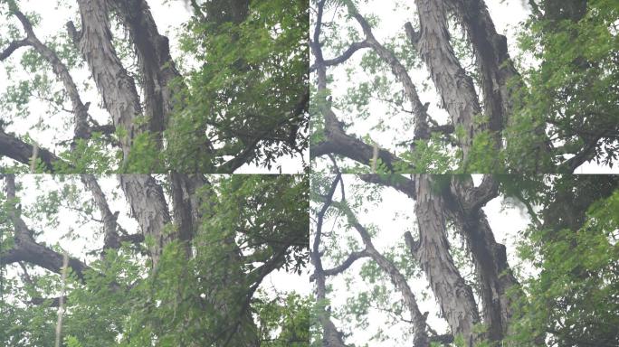 【4k】龙鳞树广西珍稀树种