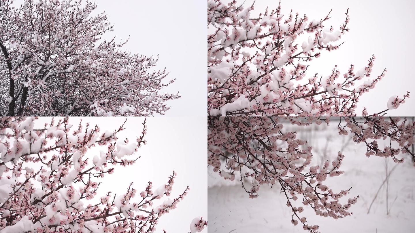 4k实拍杏花傲雪积雪压枝头