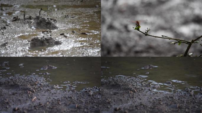 红树林湿地生物