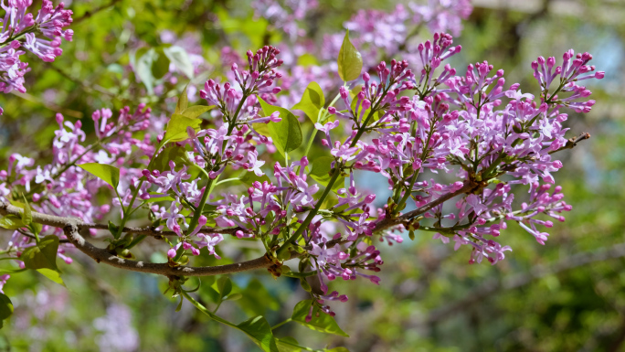 丁香花