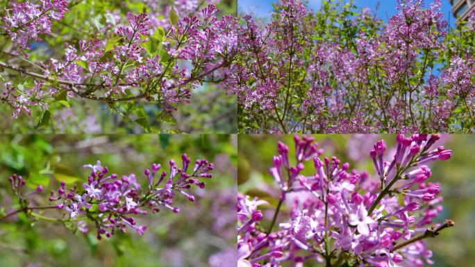 丁香花