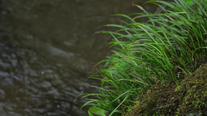 4K山泉水苔藓上流过一组03