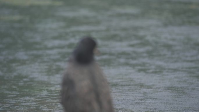 【4k】雨中的漓江鸬鹚桂林山水