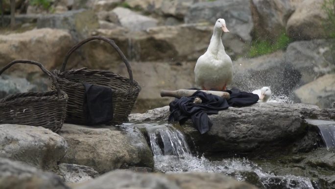【4k】鸭子戏水洗衣服农家生活