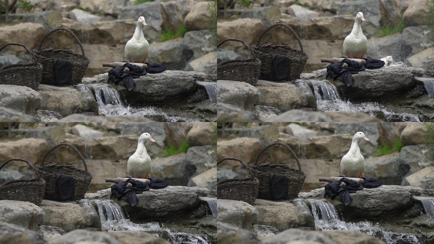 【4k】鸭子戏水洗衣服农家生活