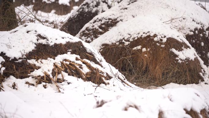 4k实拍雪中农村麦垛草垛秸秆麦草