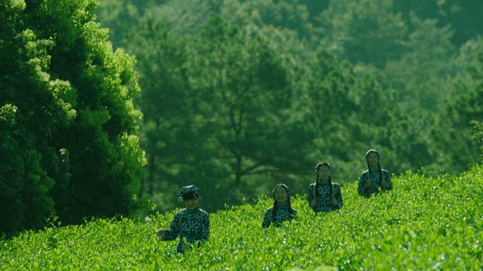 茶山采茶女合集