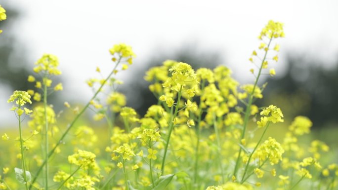 油菜花