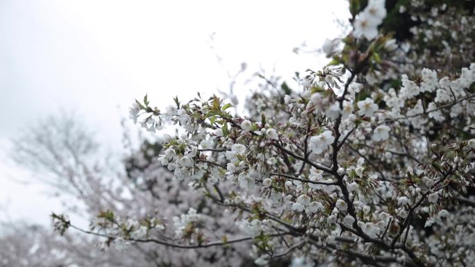 中山公园赏樱花樱花绽放