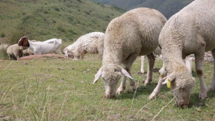 山坡羊群羊吃草特写