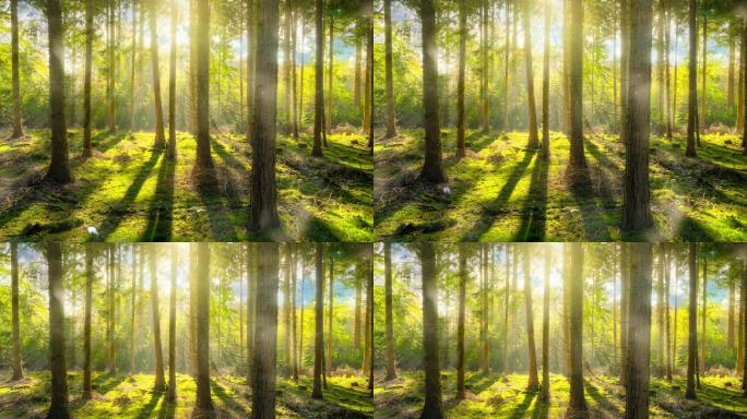 森林之中阳光穿透进来仿佛仙境一样循环素材
