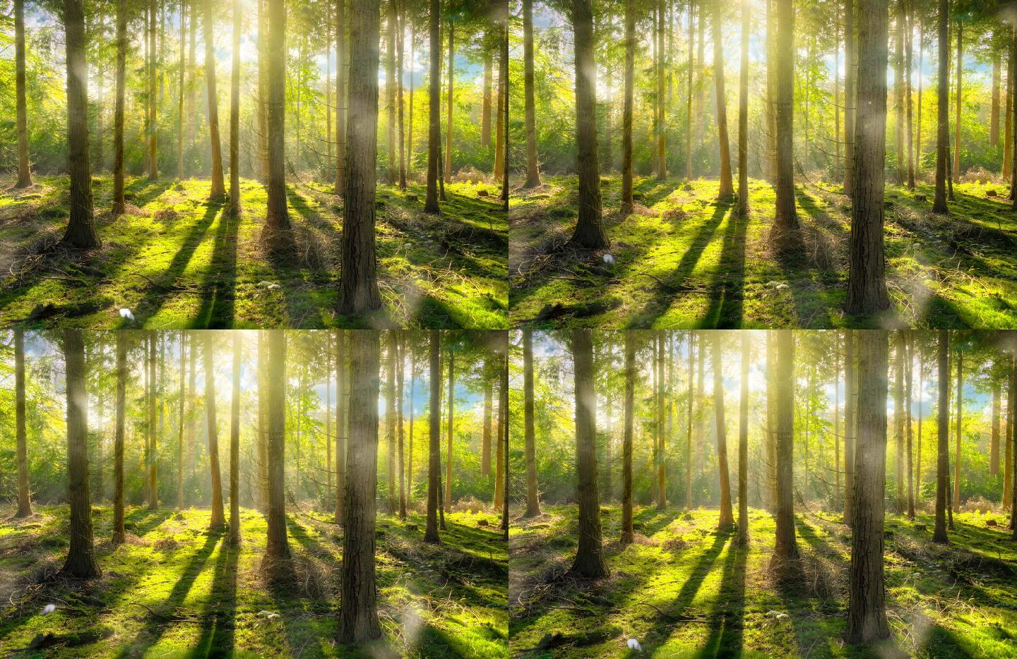 森林之中阳光穿透进来仿佛仙境一样循环素材