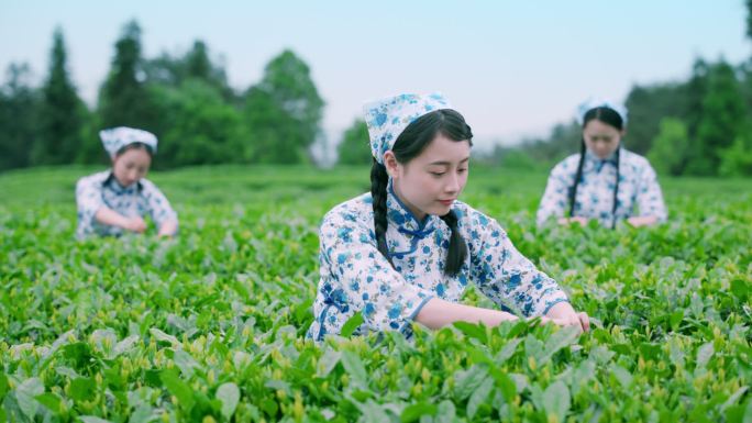 原创mini拍摄美女茶园采茶（独家版权）